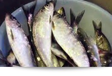 >糠にしんをおいしく食べよう